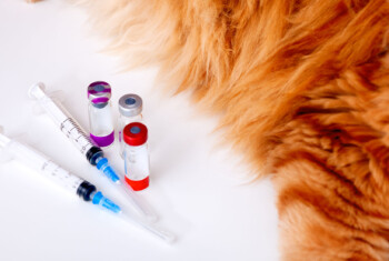 Vaccines and vials laying next to a dog's leg