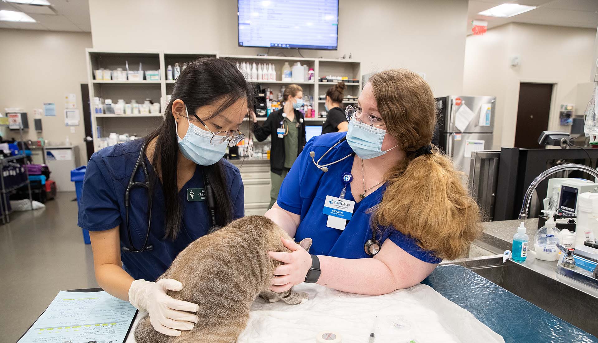 Two vets examine a cat