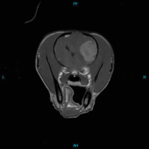 MRI of Italian Greyhound