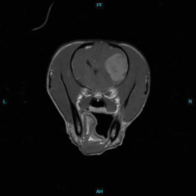 MRI of Italian Greyhound. Diagnostic imaging like MRIs are used to diagnose the underlying causes of seizures in dogs.