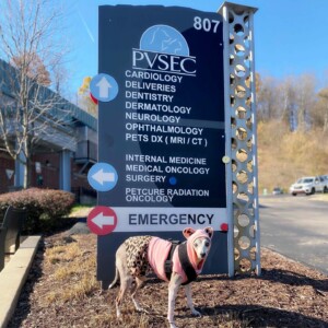 Italian Greyhound poses outside PVSEC