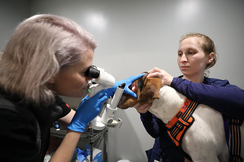 Vet Checking Patient Eye