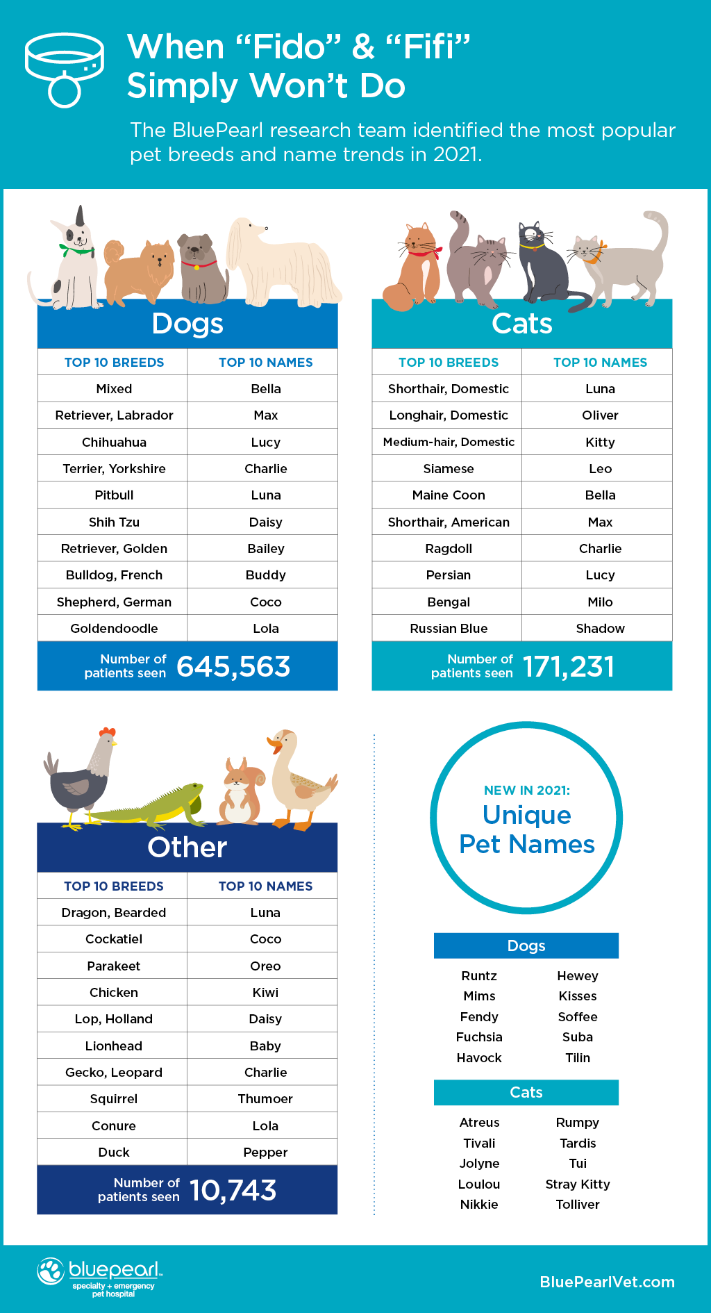 An infographic depicting the statistics behind the trendiest pet names in 2021.