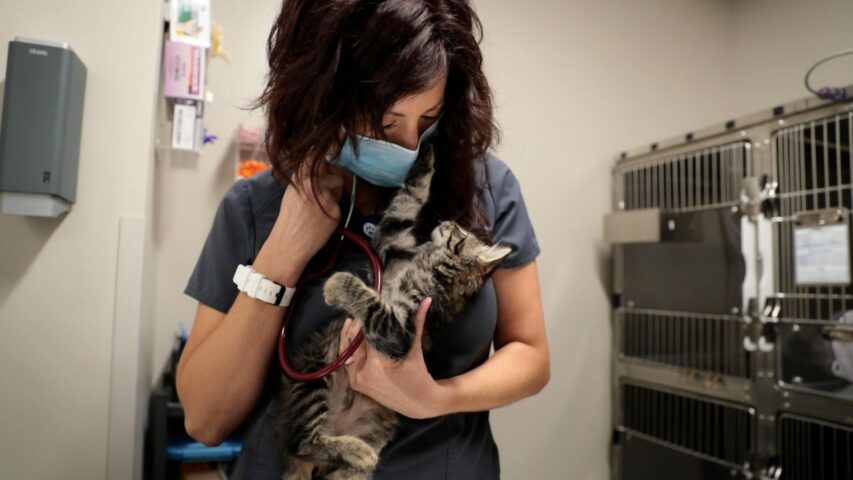 Kitten looks up at vet tech