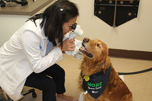 Veterinary Ophthalmology in Langhorne, PA - BluePearl Pet Hospital