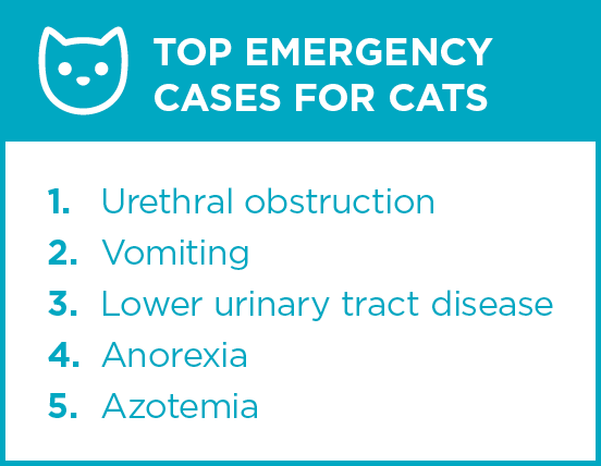 Top emergency cases for cats