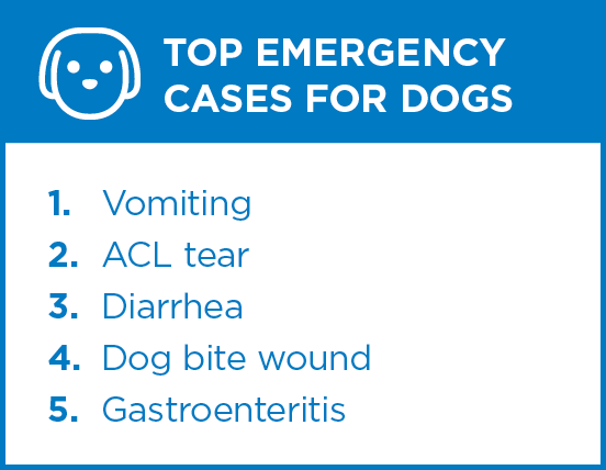 Top emergency cases for dogs