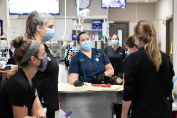 A BluePearl doctor in scrubs and a mask is smiling at a college while they attend to a pet.