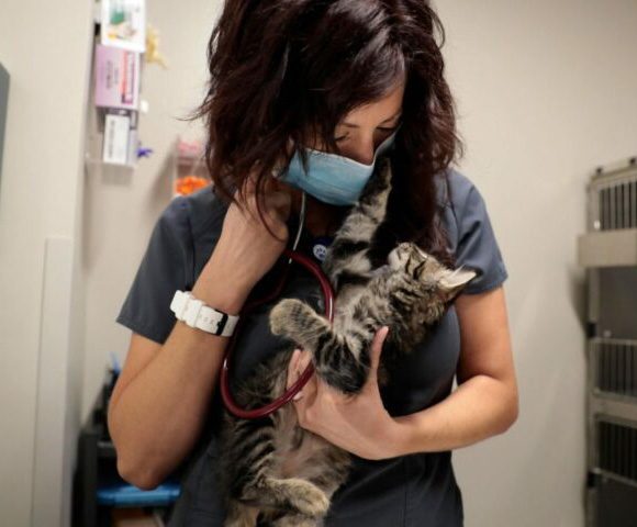 A BluePearl doctor cradles a cat in her arms while listening to its breathing with a stethoscope.