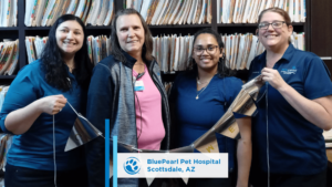 Scottsdale AZ team