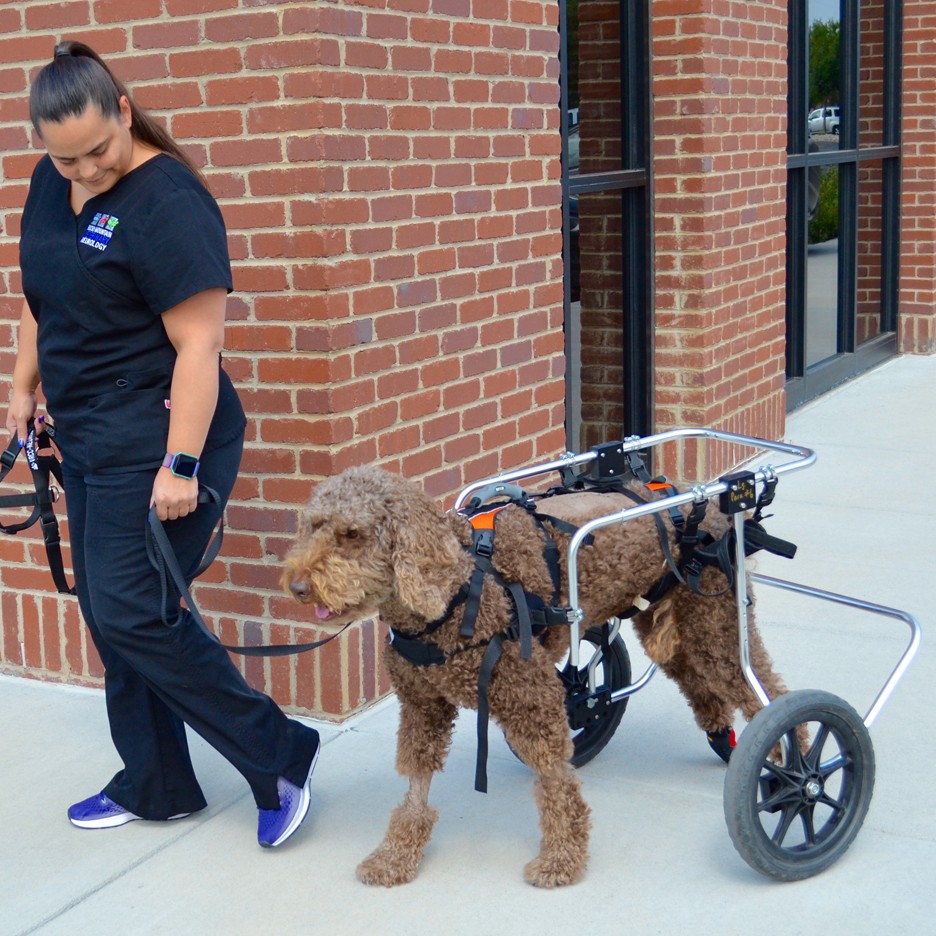 Clinician walking a dog with a wheelchair