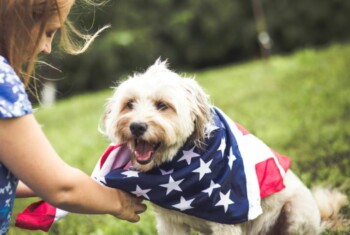 Person puts American flag around dog outside