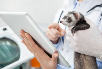 A vet holds a digital tablet next to a tech holding a ferret