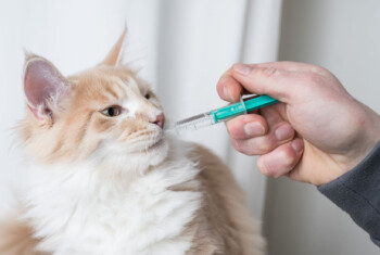 A cat takes oral medication from a syringe.