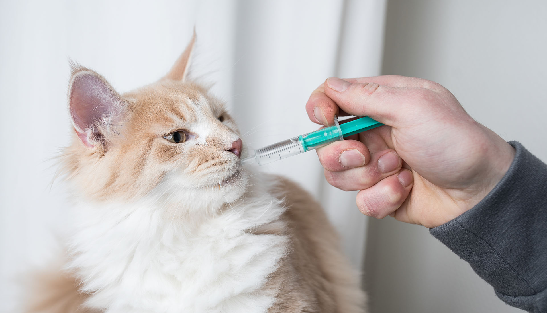 Mycoplasma in cats on sale treatment