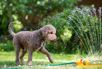 Dog plays with sprinkler