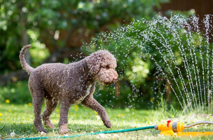 Dog plays with sprinkler