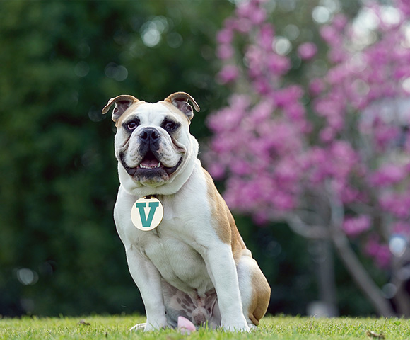 Fresno State's live mascot, Victor E. Bulldog, sits on the grass.