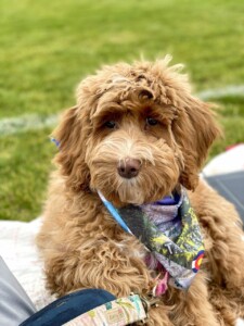 Rosie, a goldendoodle, lays outside with scarf on.