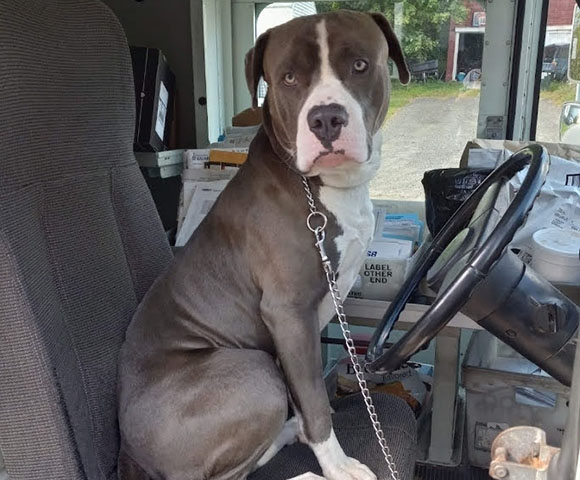 Boomer sitting in the car.