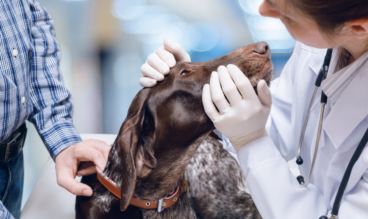 A veterinarian examines a dog for symptoms and signs of acute kidney failure.