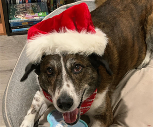 A brown dog with a santa hat on.