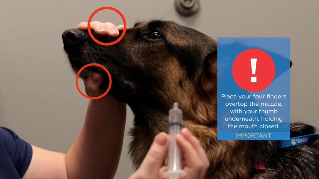 Important tips on hand placement for dogs.