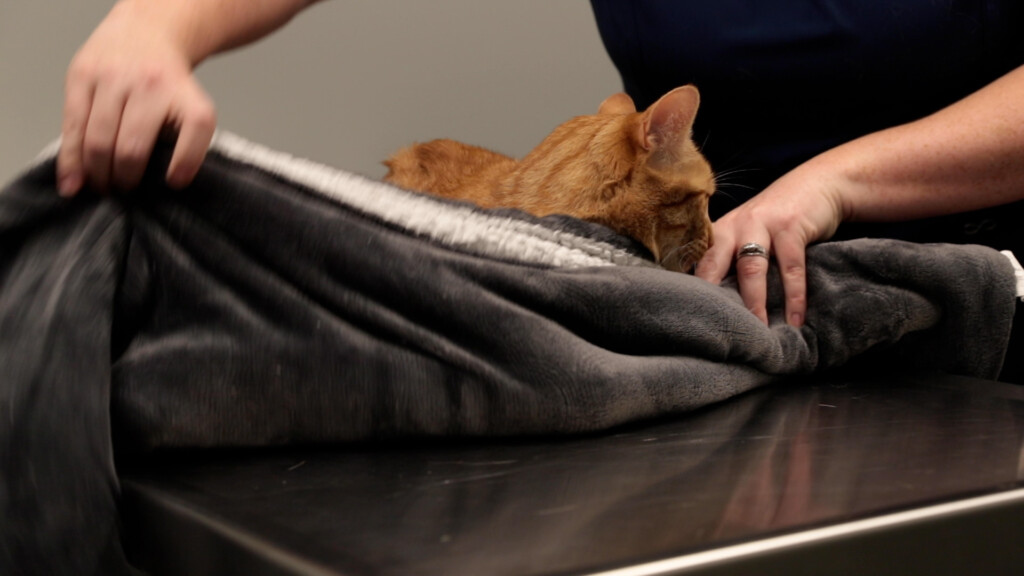 a cat in a towel