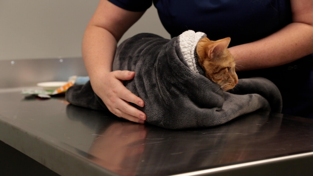 a cat in a towel.