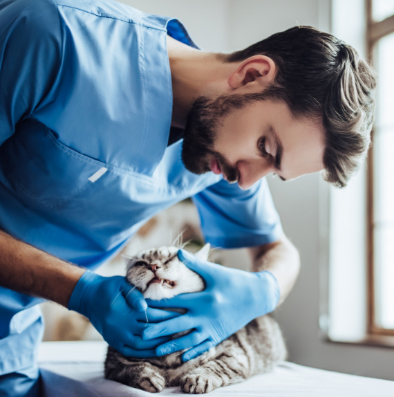 Male Vet Doing a Checkup on Cat