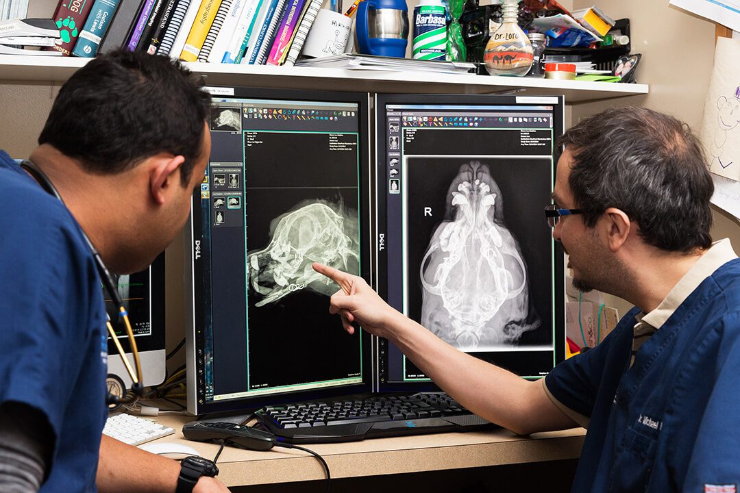 A BluePearl vet examines an x-ray on a computer screen.