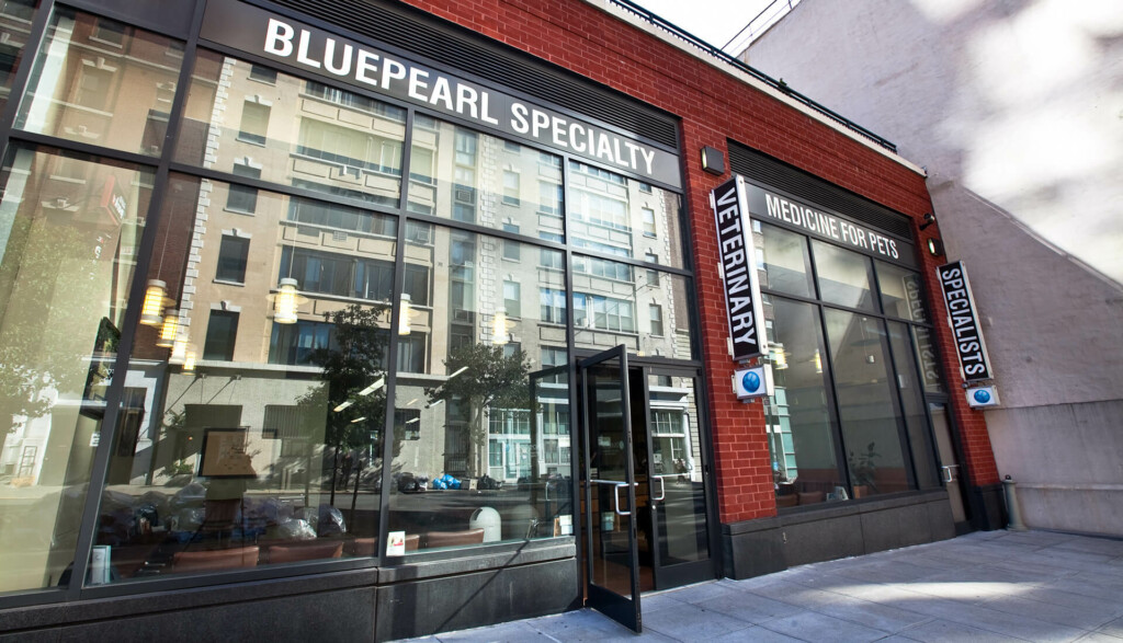 An exterior view of the front of the BluePearl Pet Hospital in Midtown, NYC.