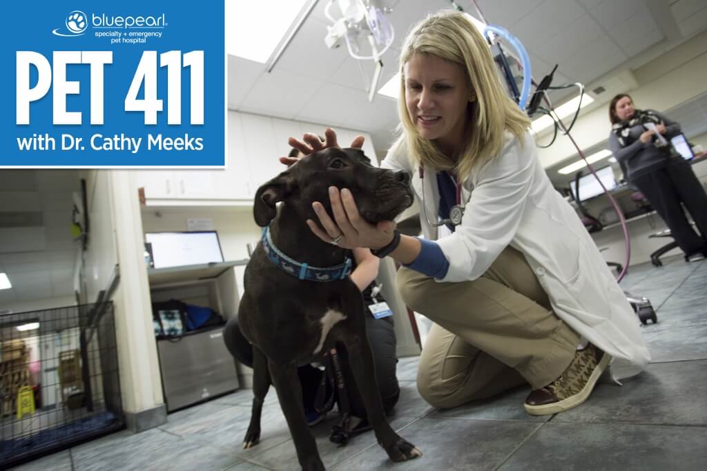 When to See a Veterinary Neurologist BluePearl Pet Hospital