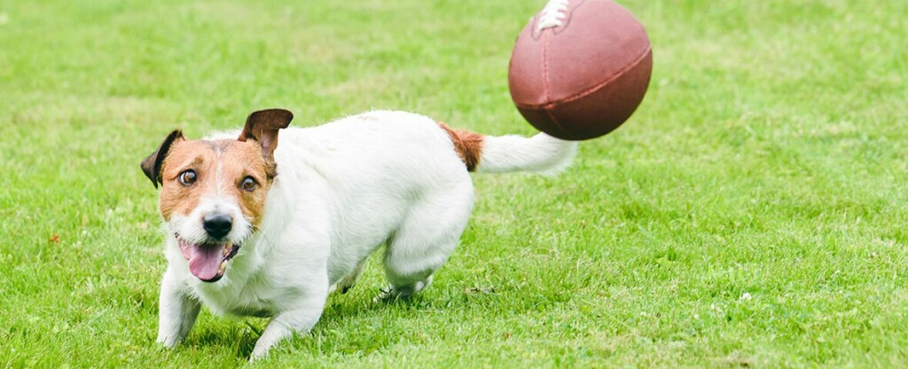 A small tan and white dog chases after a football.