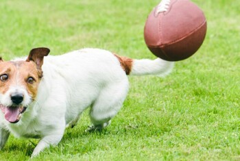 A small tan and white dog chases after a football.