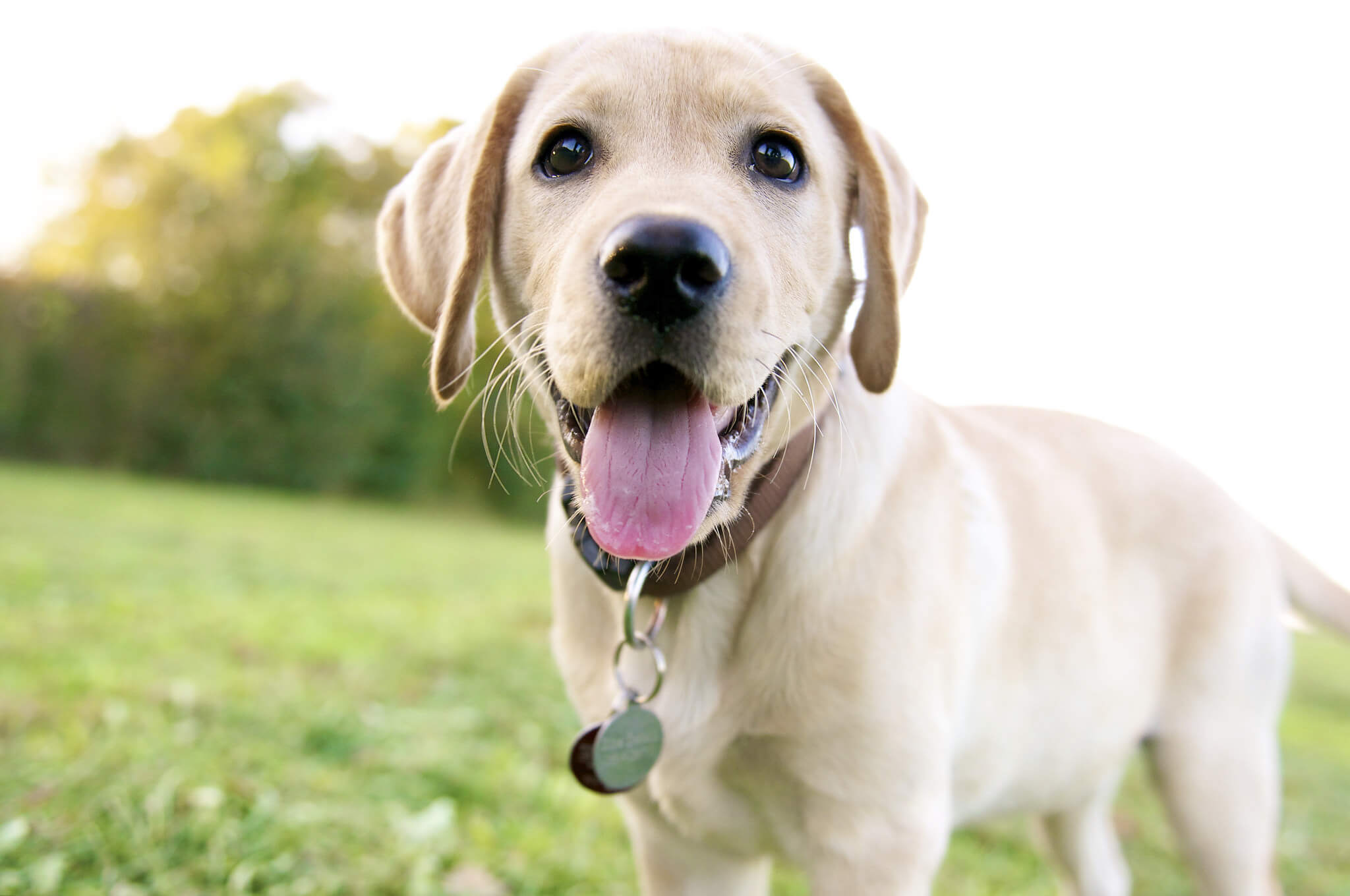 FAQs About GDV in Dogs - BluePearl Pet Hospital