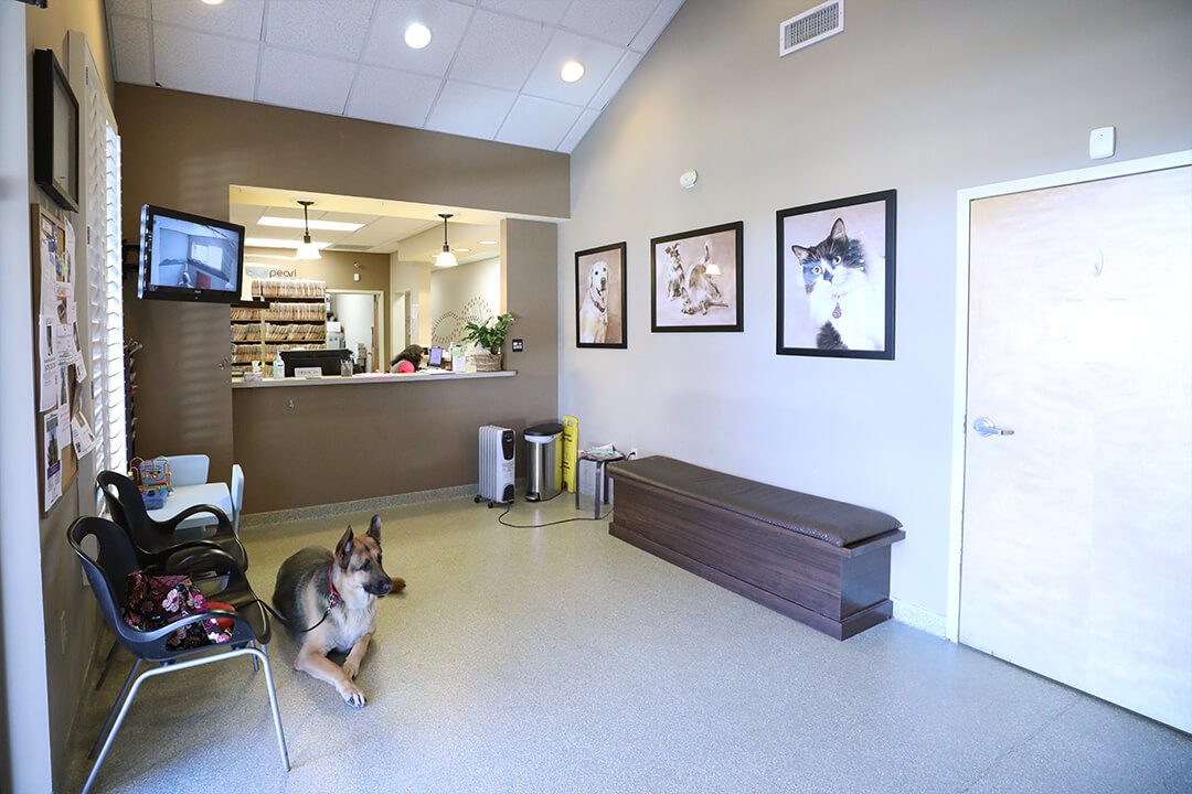 BluePearl Pet Hospital Lawrenceville, GA