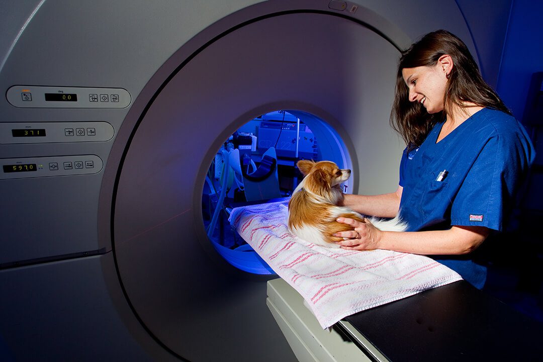 A BluePearl vet soothes a tan dog on an MRI bench.
