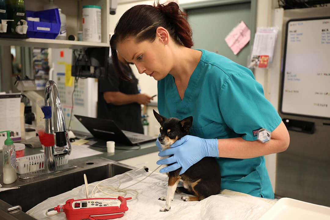 A vet tech holds a small dog on a table and reads his blood pressure.