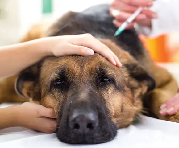 A dog lays still while receiving an injection from a syringe.