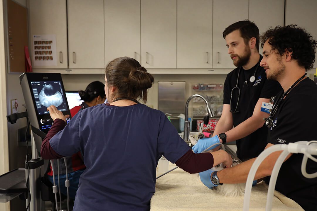 BluePearl clinicians examine a patient with an ultrasound device.
