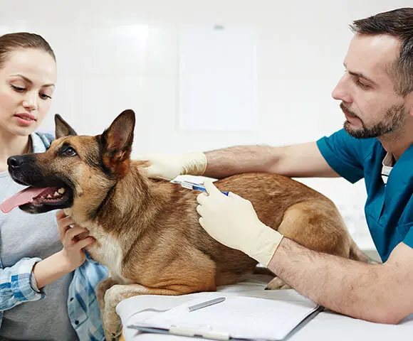 A tan large dog lays on an exam table while two BluePearl Associates perform an exam on it.