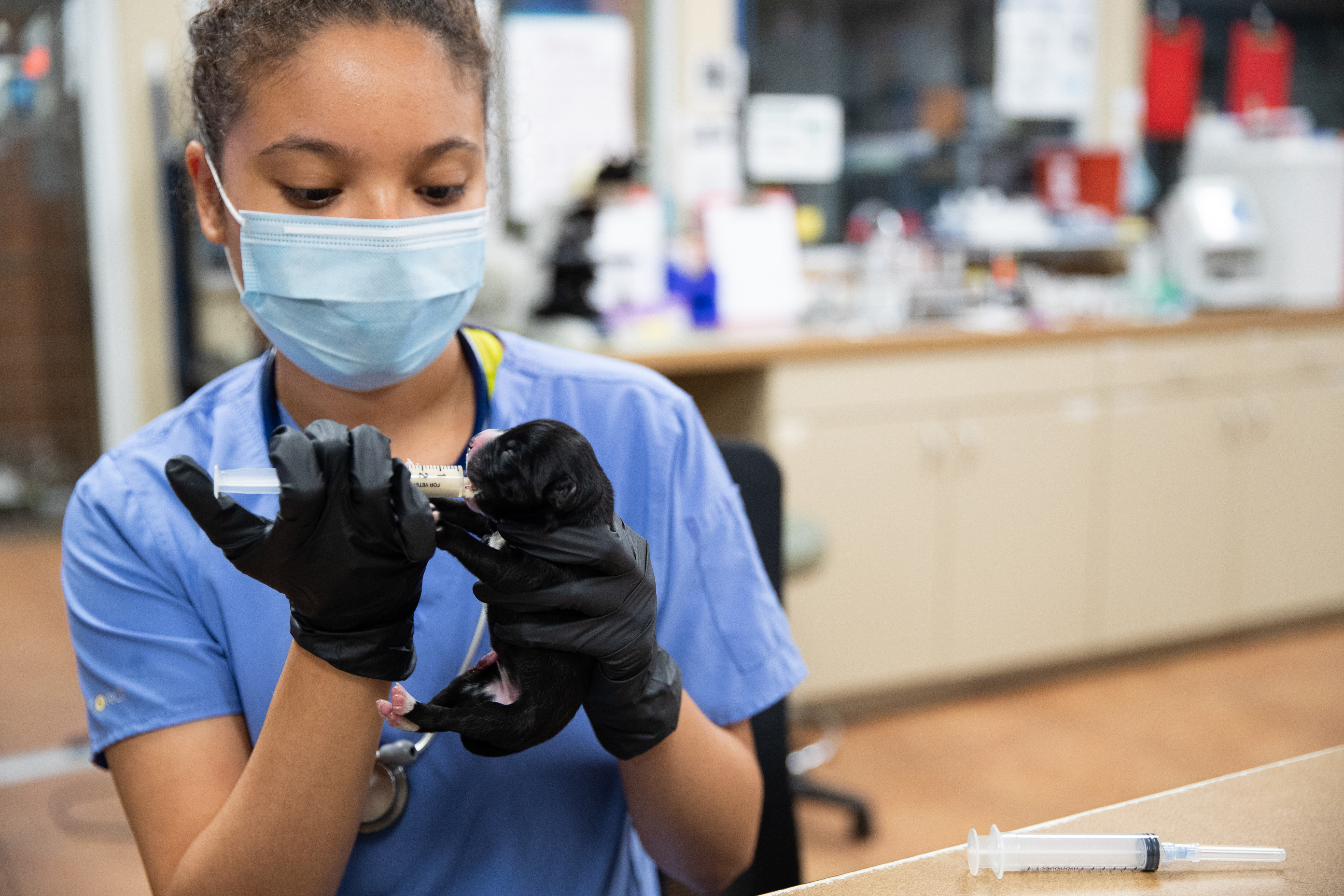 A vet tech uses a vial to feed a newborn puppy.