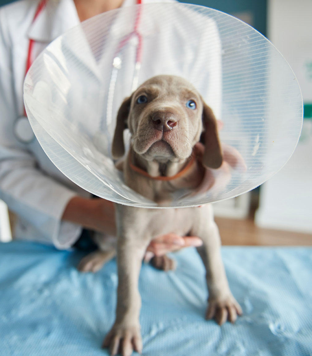 Sick dog wearing a cone.