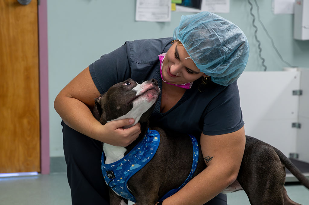 BluePearl technician kneeling down to smile and comfort a brown and white pit bull.