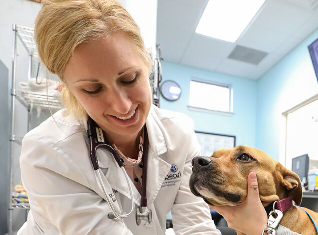 Veterinarian with a patient.