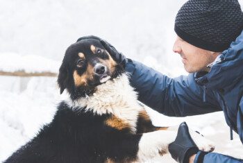 A man wearing winter gear pets a large black, brown, and white dog outside in the snow.