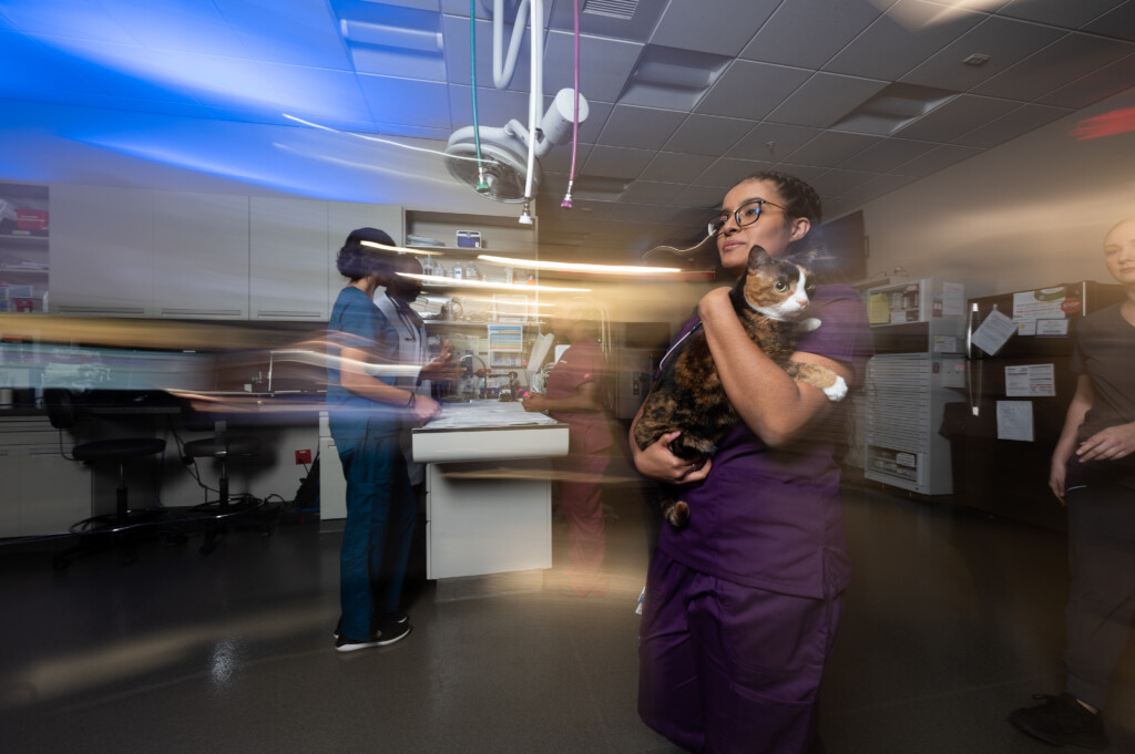 A team of veterinary professionals prepare to treat a patient in the ER.