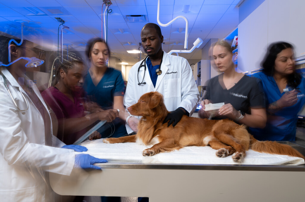 BluePearl Pet Hospital - Hoover