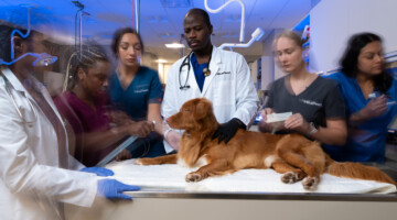 A team of veterinary professionals prepare to treat a patient in the ER.